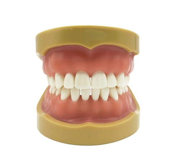 Standard model with 32 screw-in teeth (8012)